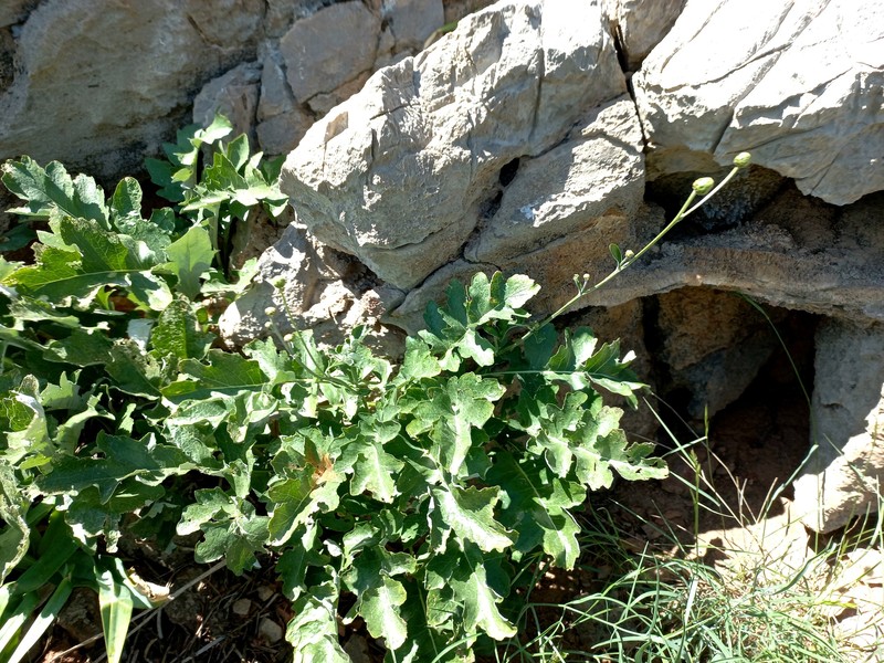 Arctium grandifolium photo 6
