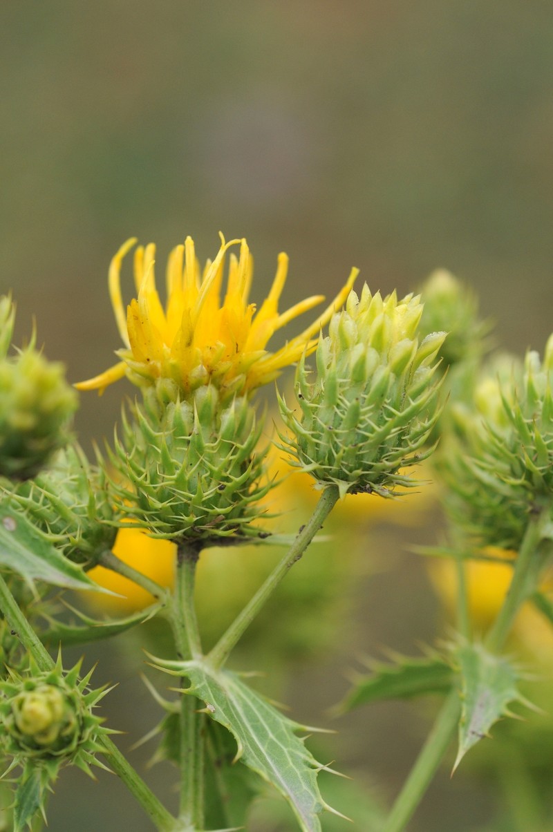 Arctium horrescens photo 2