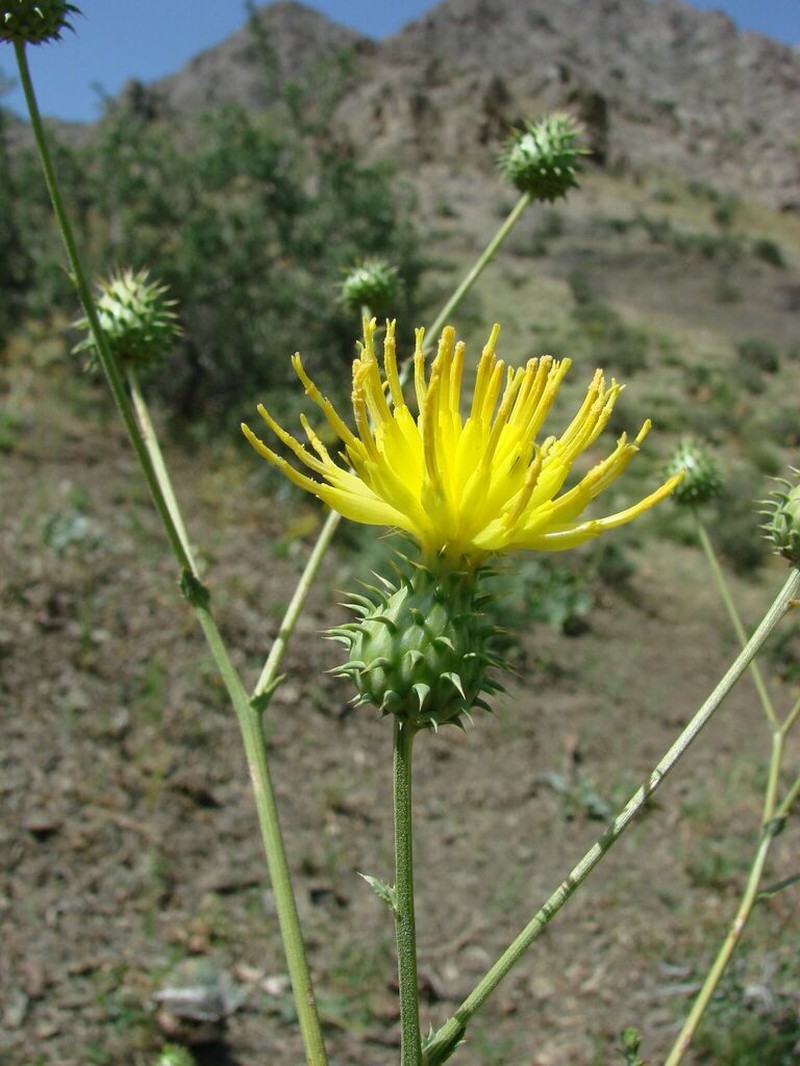 Arctium karatavicum photo 2