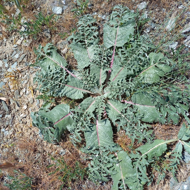 Arctium karatavicum photo 3