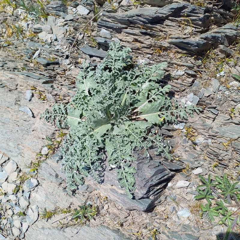 Arctium karatavicum photo 4