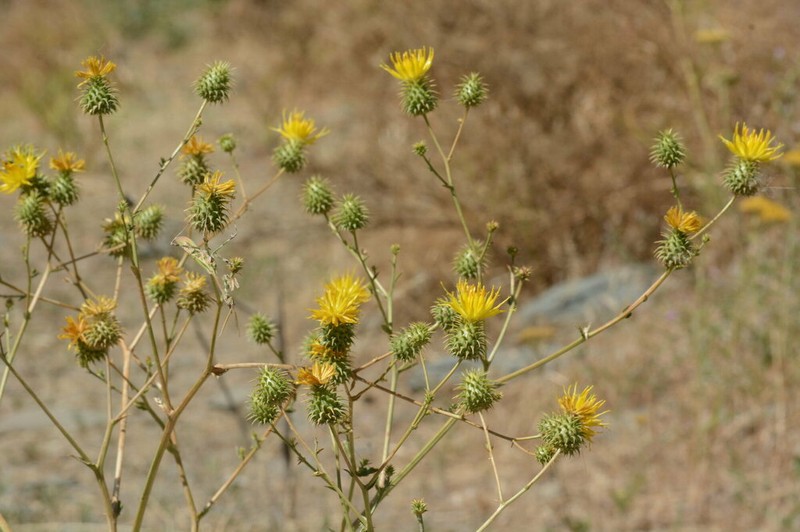 Arctium karatavicum photo 5