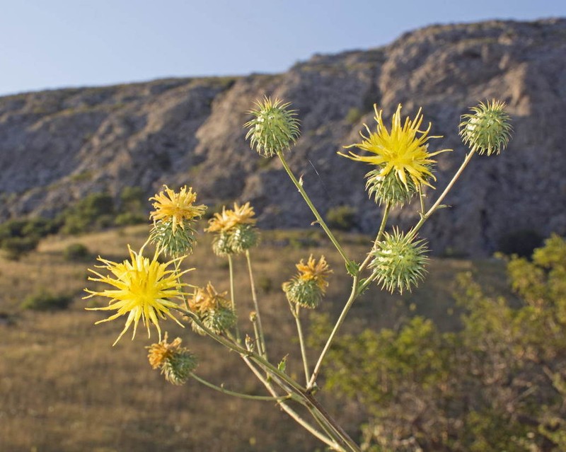 Arctium karatavicum photo 6