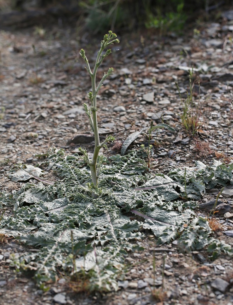 Arctium karatavicum photo 7