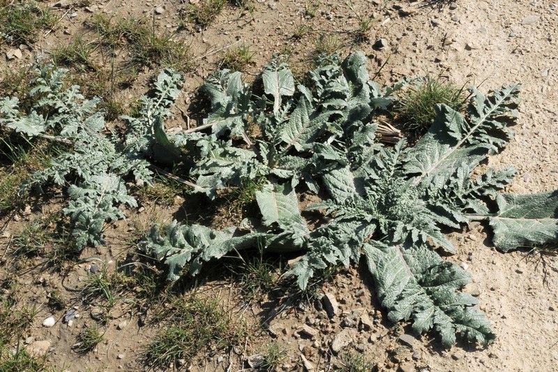 Arctium karatavicum photo 8