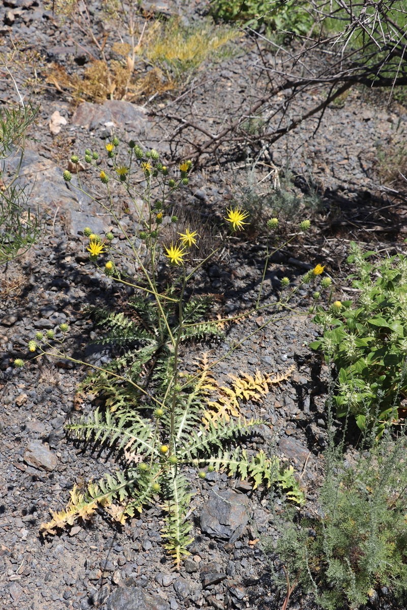 Arctium korolkowii