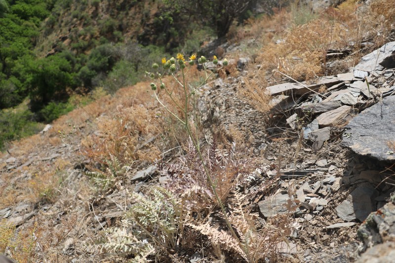 Arctium korolkowii photo 4