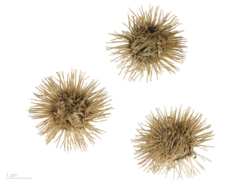 Greater Burdock photo 2