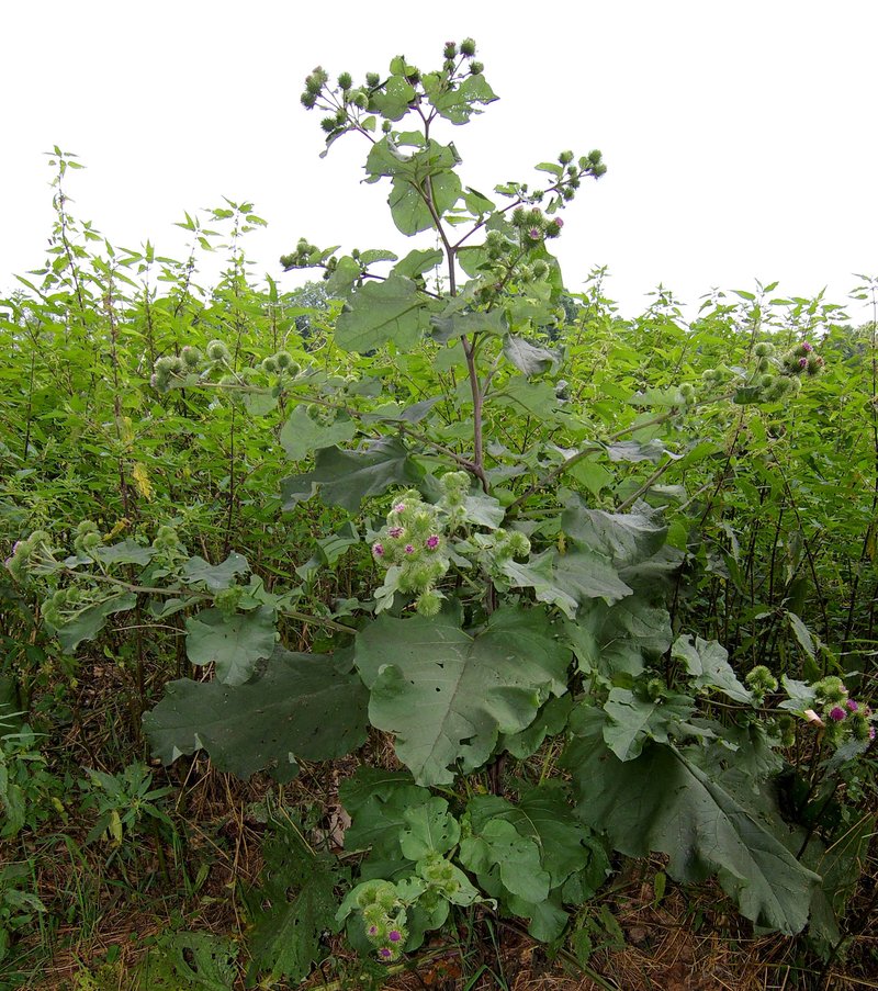 Greater Burdock