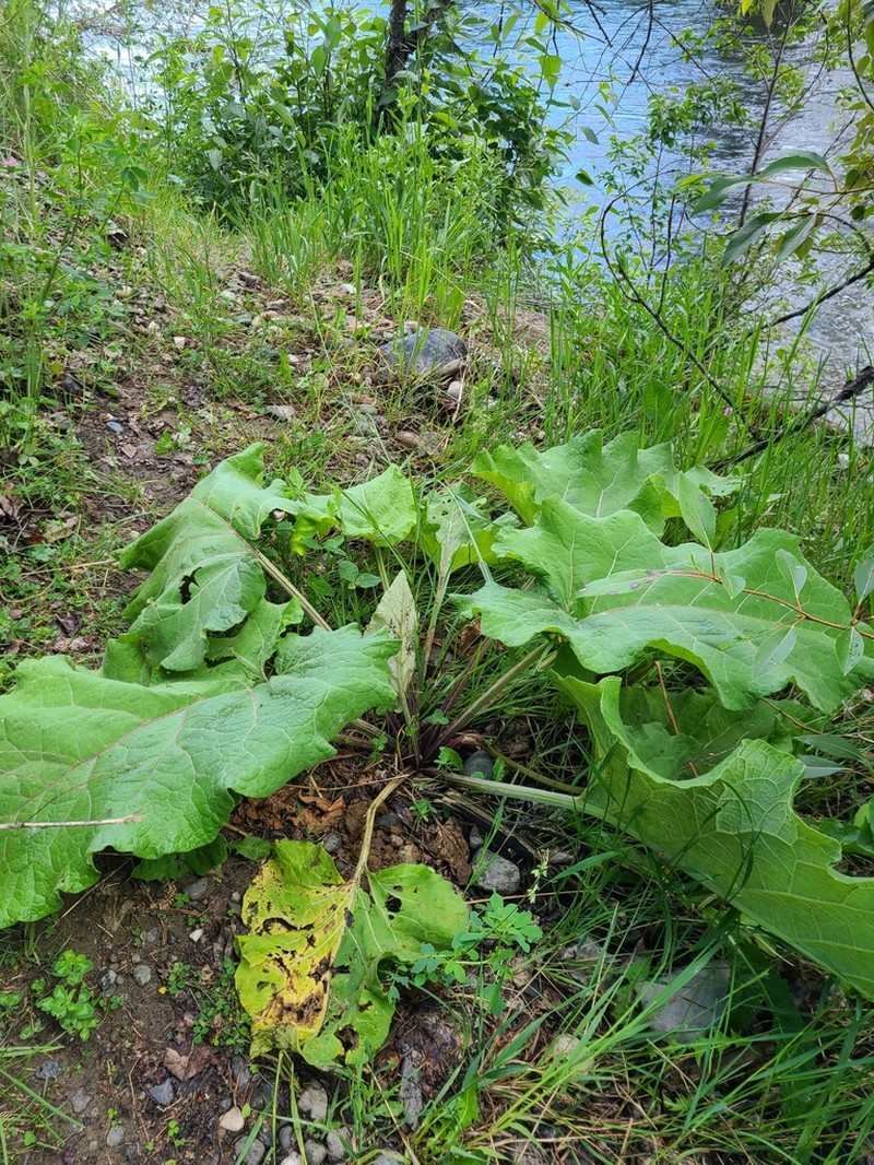 Greater Burdock photo 5