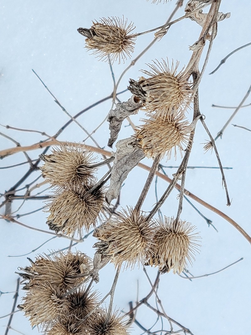 Greater Burdock photo 6