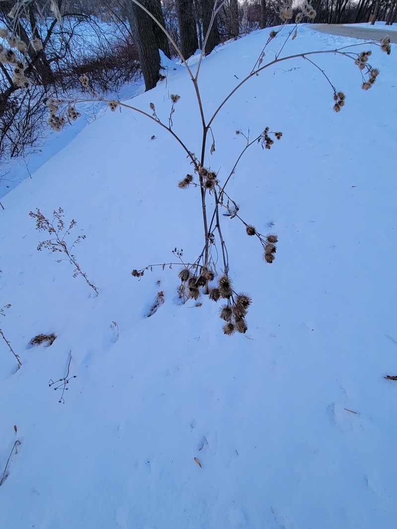Greater Burdock photo 7