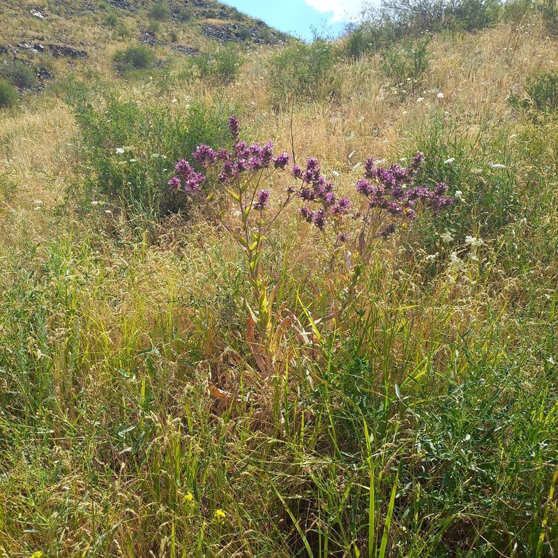 Arctium lappaceum