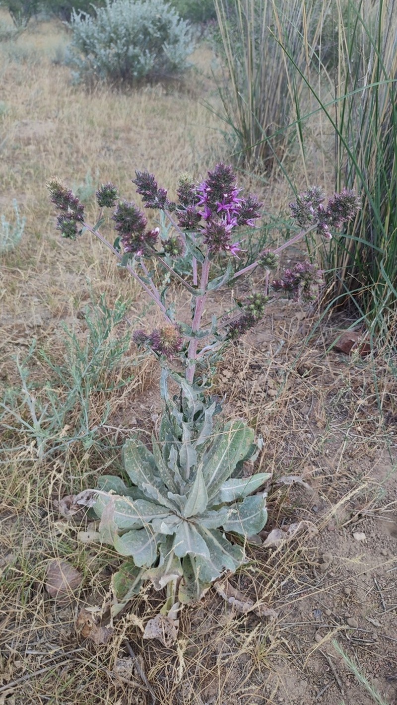 Arctium lappaceum photo 2