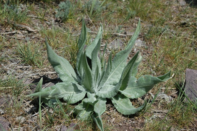 Arctium lappaceum photo 3