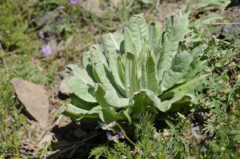 Arctium lappaceum photo 4