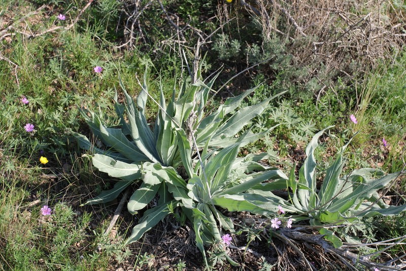 Arctium lappaceum photo 5