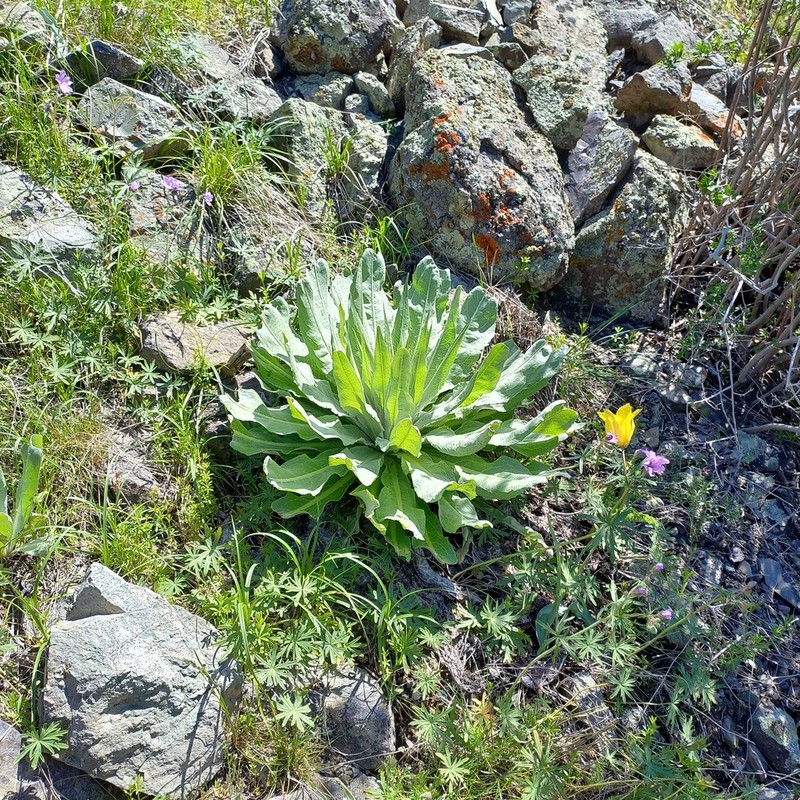 Arctium lappaceum photo 6