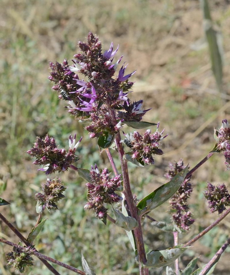 Arctium lappaceum photo 7