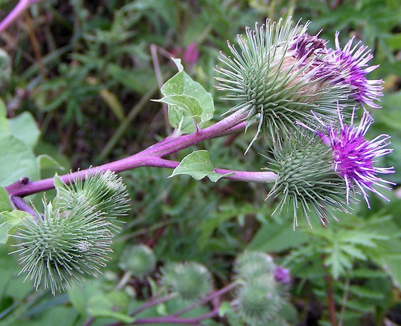 Arctium leiospermum photo 2