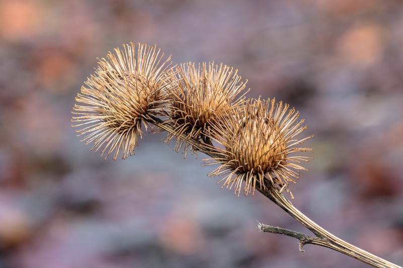 Arctium leiospermum photo 3