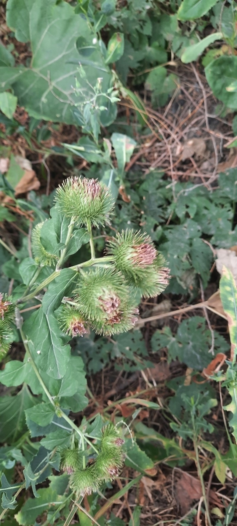 Arctium leiospermum photo 5