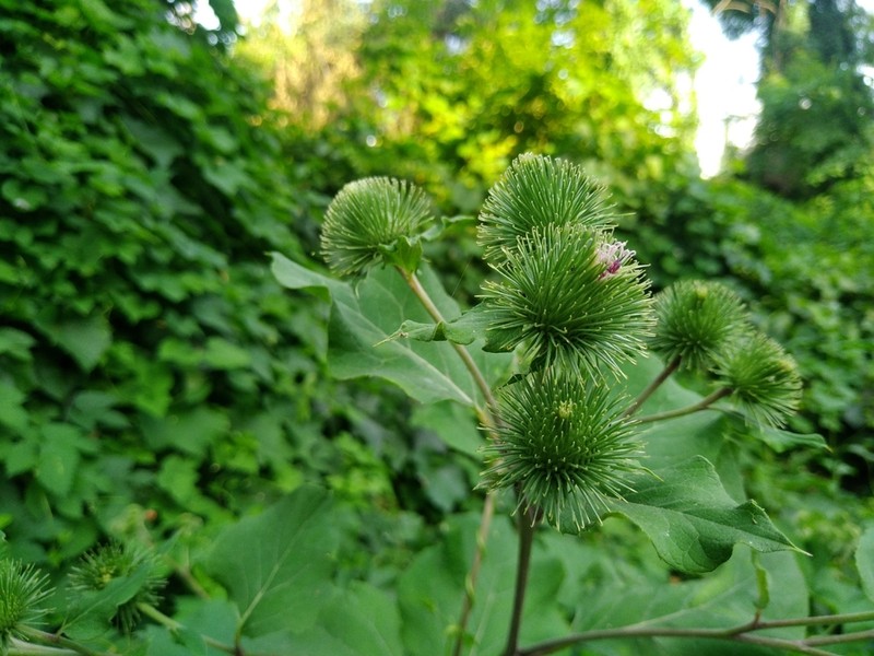 Arctium leiospermum photo 6