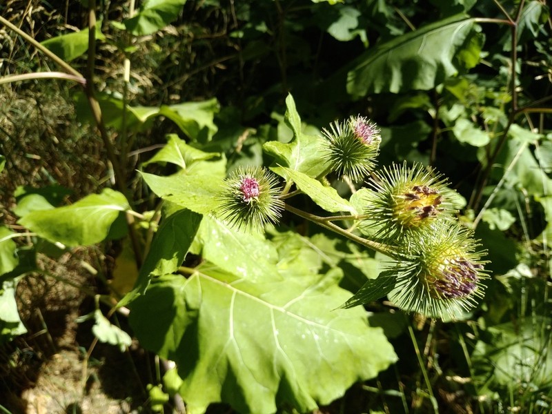 Arctium leiospermum photo 7