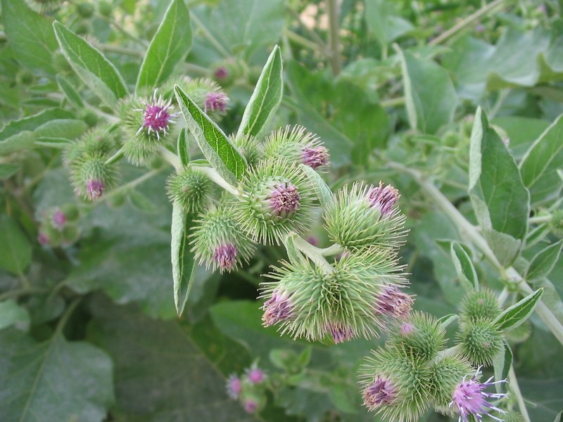 Lesser Burdock photo 2