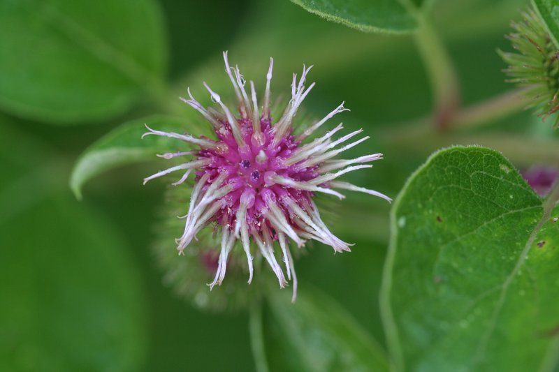 Lesser Burdock photo 3