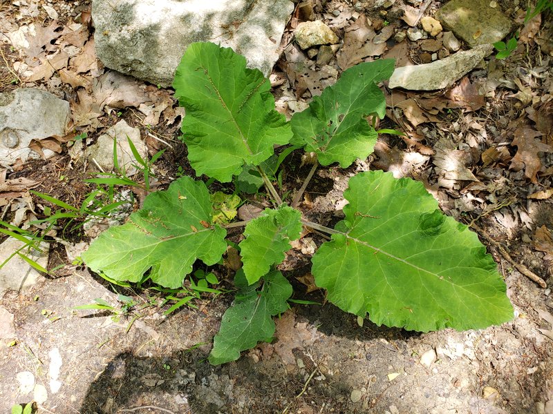 Lesser Burdock