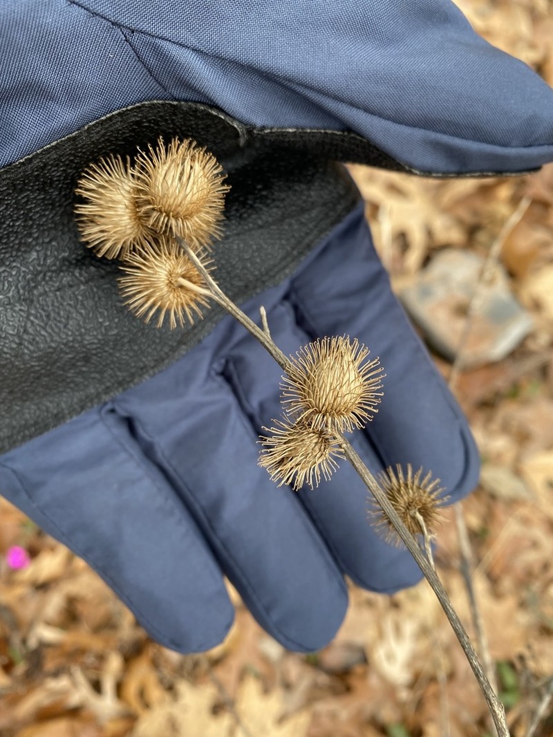 Lesser Burdock photo 4