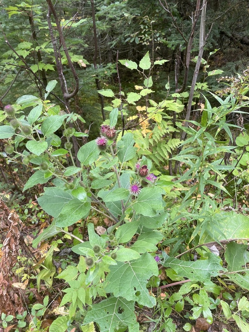 Lesser Burdock photo 5