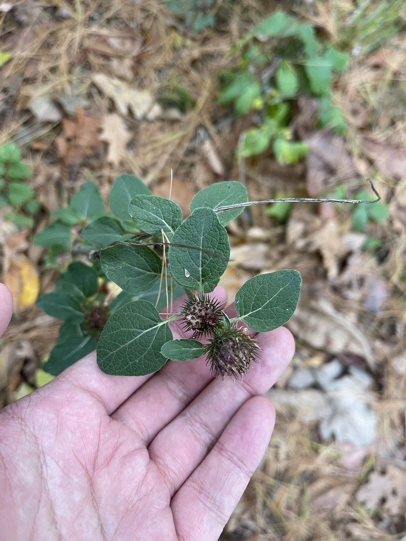 Lesser Burdock photo 6
