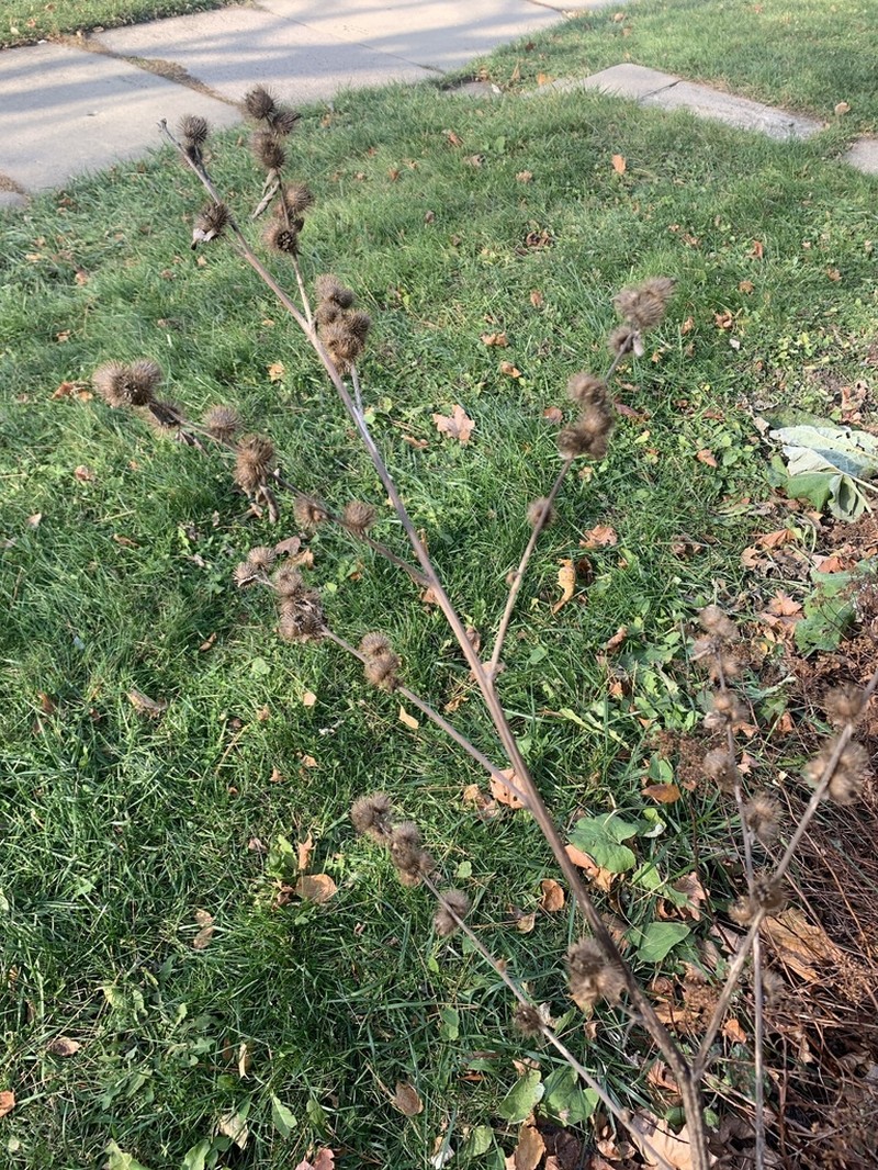 Lesser Burdock photo 7
