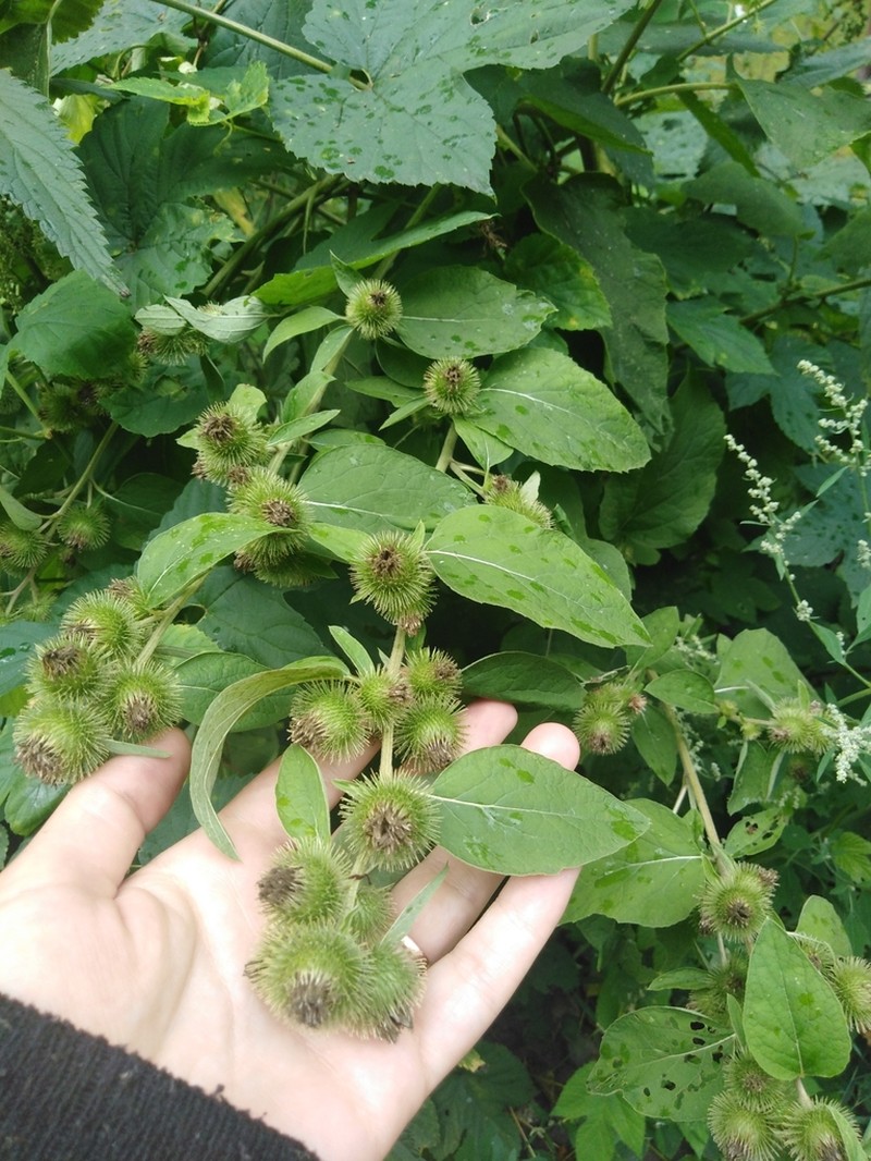 Arctium nemorosum photo 2