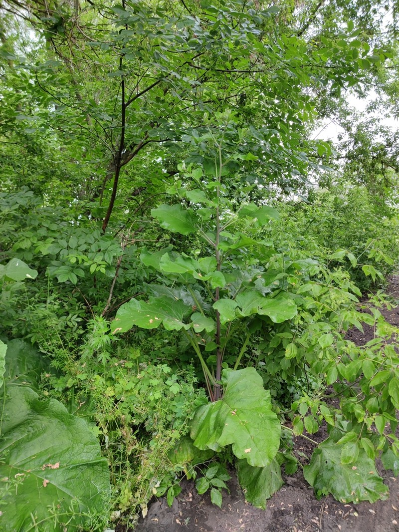 Arctium nemorosum photo 3