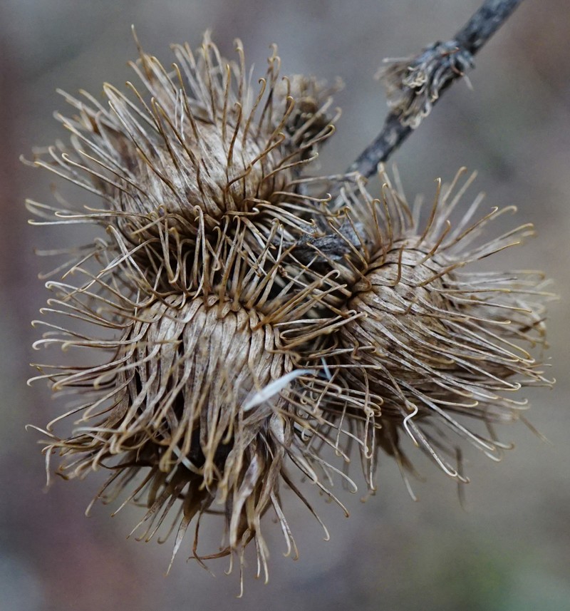 Arctium nemorosum photo 4