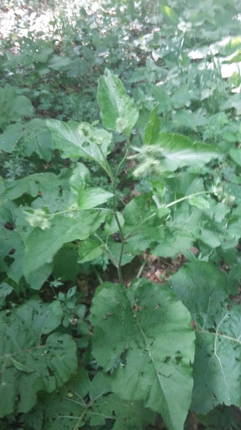 Arctium nemorosum photo 5