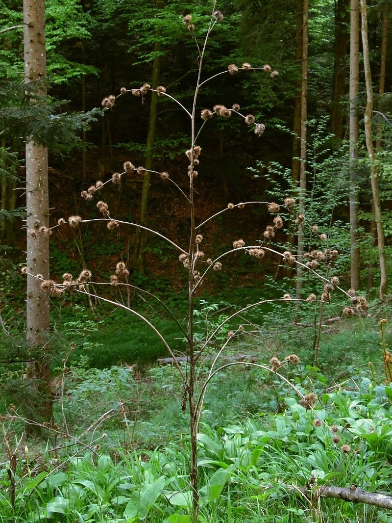 Arctium nemorosum photo 6