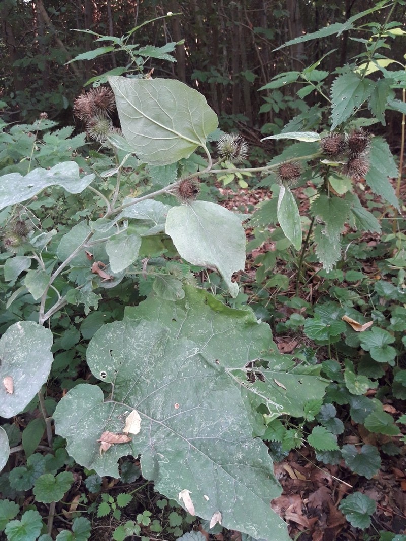Arctium nemorosum photo 7