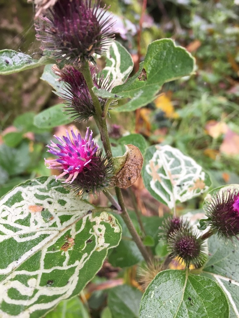 Arctium nemorosum photo 8