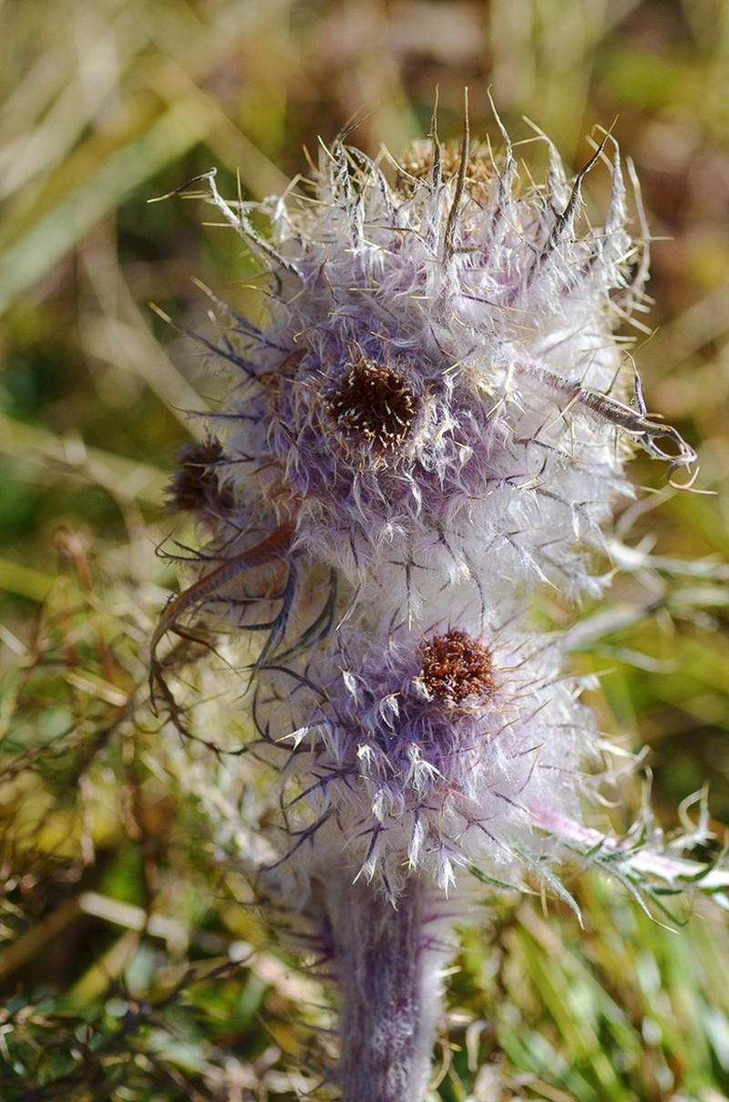 Arctium nidulans photo 2