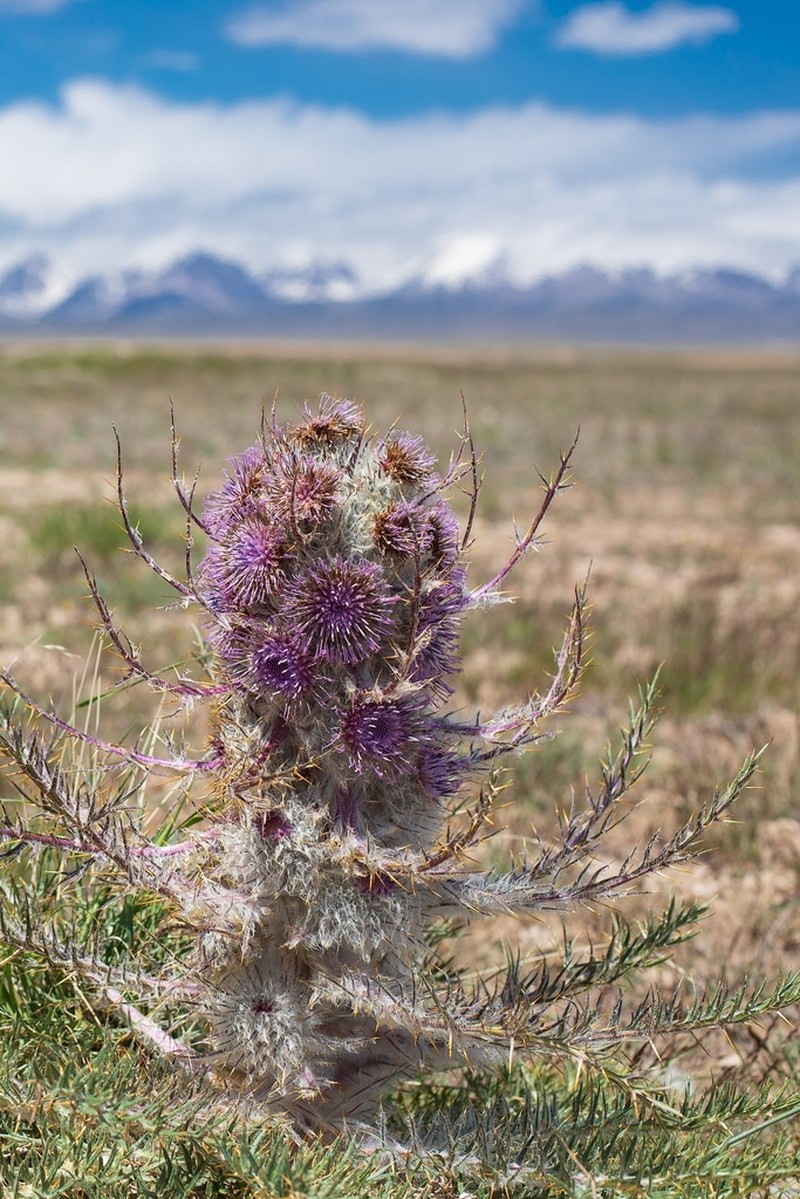 Arctium nidulans photo 3