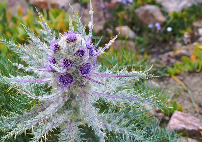 Arctium nidulans photo 4