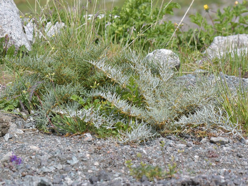 Arctium nidulans photo 6