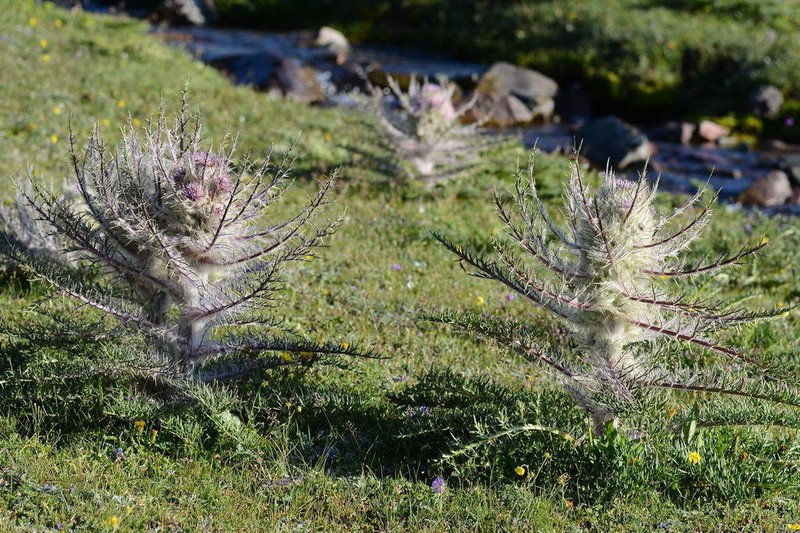 Arctium nidulans photo 7