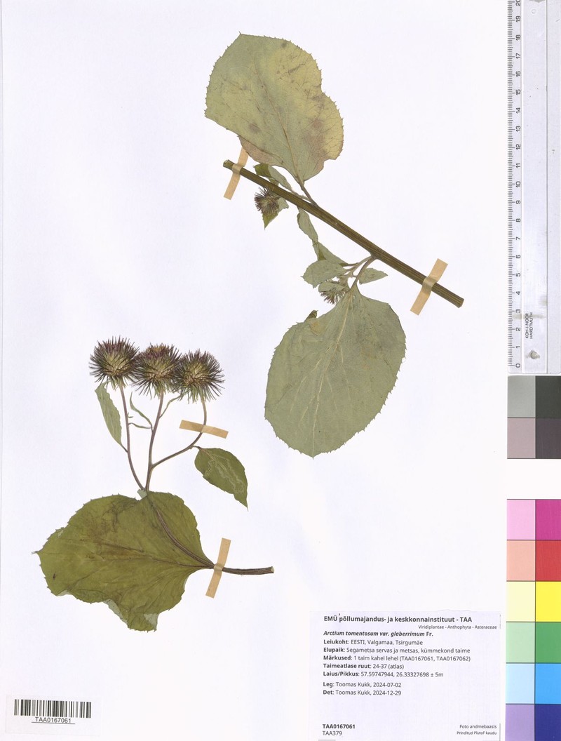 Arctium palladini photo 2