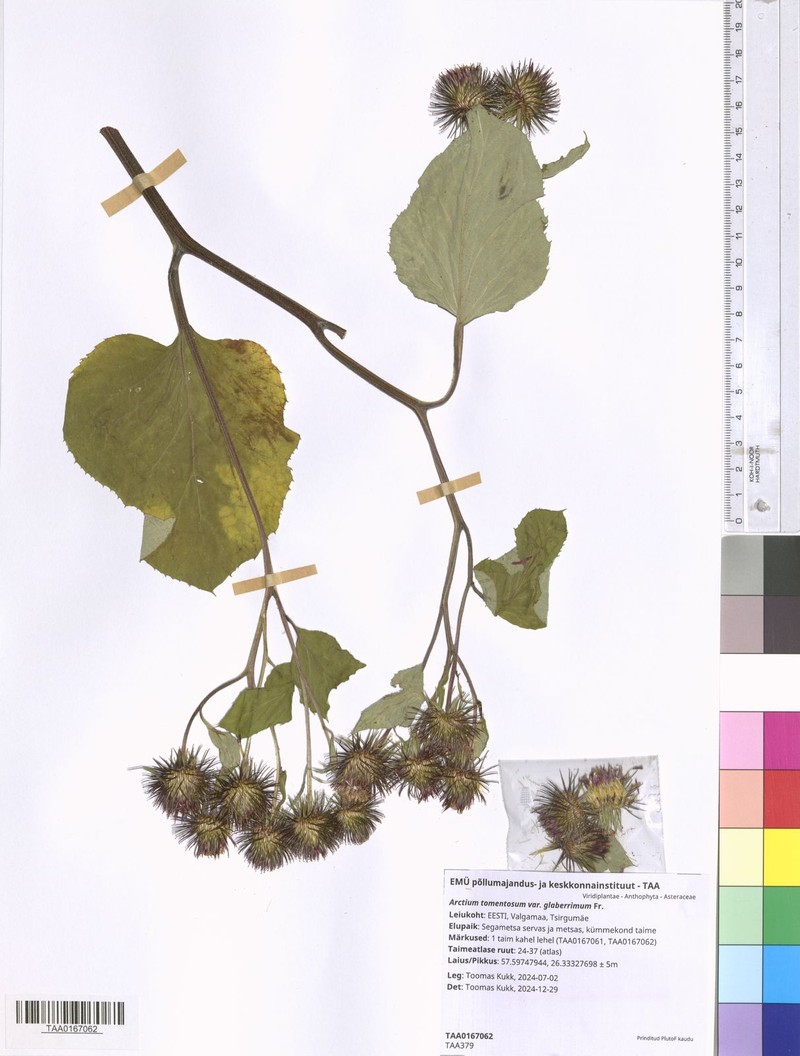 Arctium palladini photo 3