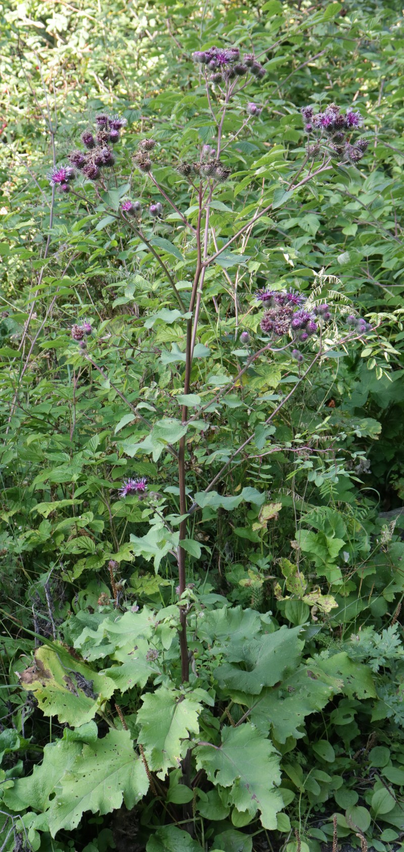 Arctium palladini photo 5